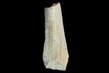 Rooted Hadrosaur (Duck-Billed Dinosaur) Tooth - Montana #128518-1